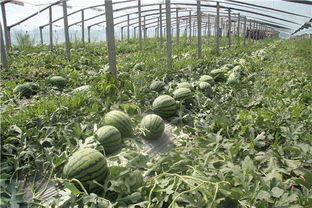 东北哪个网红吃酸瓜好吃,谁家的酸瓜最开胃？”  第2张